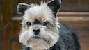 Yorkshire Terrier That Looks Unhappy