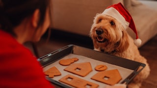 Dog in a Santa Hat Looks at Baking Sheet with Cookies