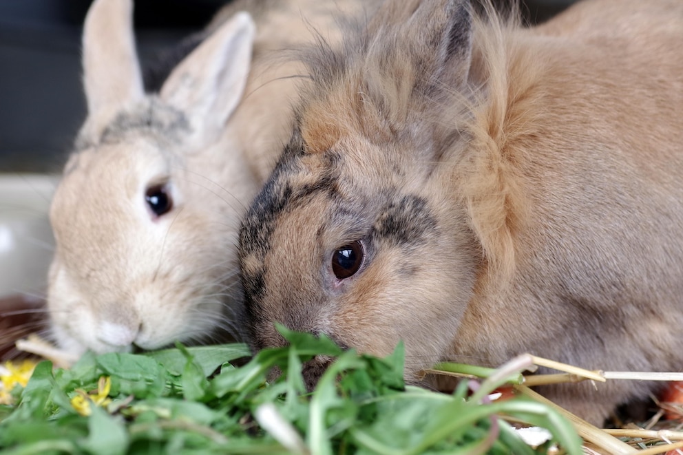 How Long Can You Leave A Rabbit Alone