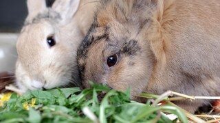 Two rabbits munch on dandelions