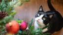 Black-and-white cat sits on the floor, gazing intently up at the Christmas tree.