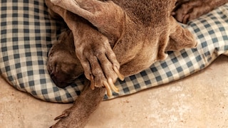 Weimaraner with an overly long claw placing its paw over its head