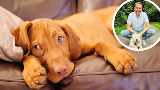 Collage of a bored dog on a couch and veterinarian Dr. Jan-Peter Bach (inset).