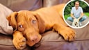Collage of a bored dog on a couch and veterinarian Dr. Jan-Peter Bach (inset).