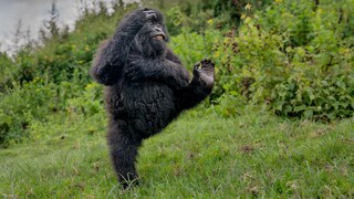 Young male gorilla in the Virunga Mountains in Rwanda, Africa