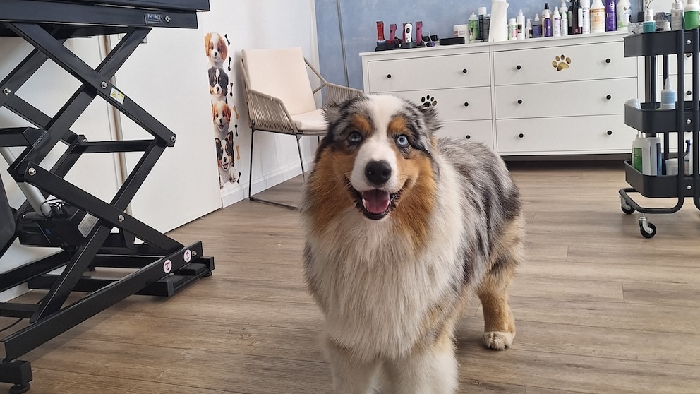 Australian Sea Lion Elvis Visits the Dog Groomer