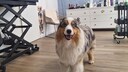 Australian Sea Lion Elvis Visits the Dog Groomer