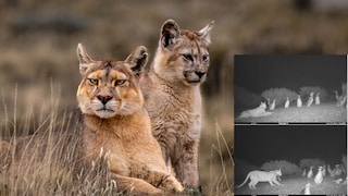 Collage of two pumas in Patagonia, Peru, and video clips from the study