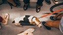 Dog Falls Into Crowd from Above