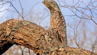 Giant day-sleeper on a branch
