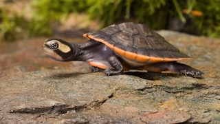 Red-bellied short-necked turtle on a rock