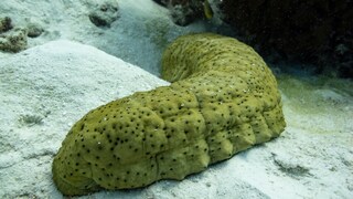 Sea Cucumber Underwater