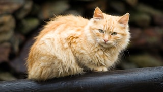 Cat Sits Outside