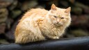 Cat Sits Outside