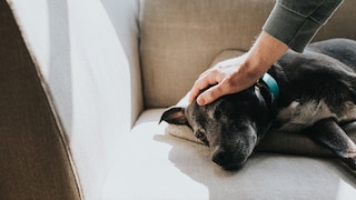 An old dog lies on a sofa, being petted by a hand.