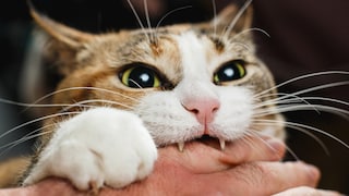 Cat Bites Person
