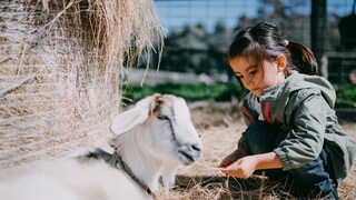 Girl Feeds a Goat