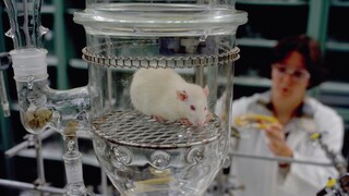 Rat in a Research Lab