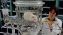 Rat in a Research Lab