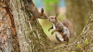 Young and Adult Squirrel