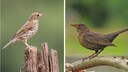 Song thrush (left) and female blackbird (right)