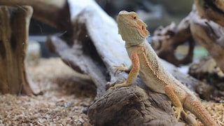 A bearded dragon in its terrarium