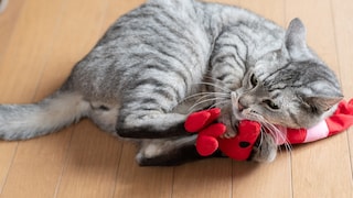 Cat Cuddles with Toy and Uses Bunny Kicks