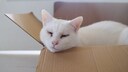 A white cat with dark discharge from its eye rests in a box.