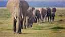 Elephant Herd