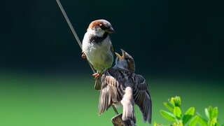Sparrow with offspring begging to be fed
