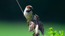Sparrow with offspring begging to be fed