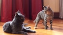 Two Tense Cats