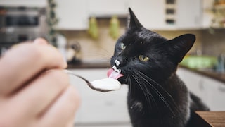 Black Cat Licks Yogurt Off Spoon
