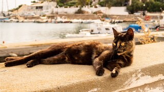 Stray Cat on the Greek Island of Syros