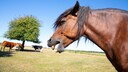 Horse Coughs