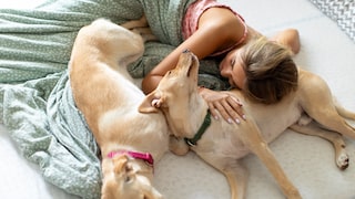 Two Dogs Spread Out in Bed