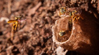 Stingless Bees (Tetragonisca angustula) in Brazil