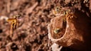 Stingless Bees (Tetragonisca angustula) in Brazil