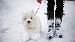 A white West Highland Terrier on a walk in the snow