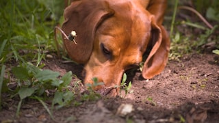 Dachshund Digs in Dirt and Buries Snout