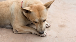 Dog Licks Paw