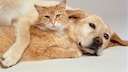 Dog and Cat Cuddle