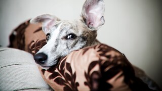 Whippet with Big Ears Listens