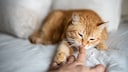 Orange Cat Lies in Bed and Sniffs Hand