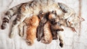Mother cat nurses her kittens, each with a unique appearance