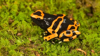Poison Dart Frog on Moss