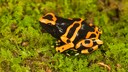Poison Dart Frog on Moss