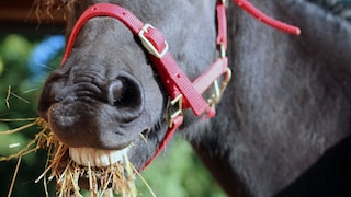 Horse Chews Hay