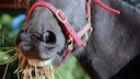Horse Chews Hay