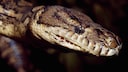 Close-Up of a Constrictor Snake